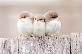 鳥が好きな人!