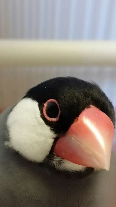 鳥が好きな人!