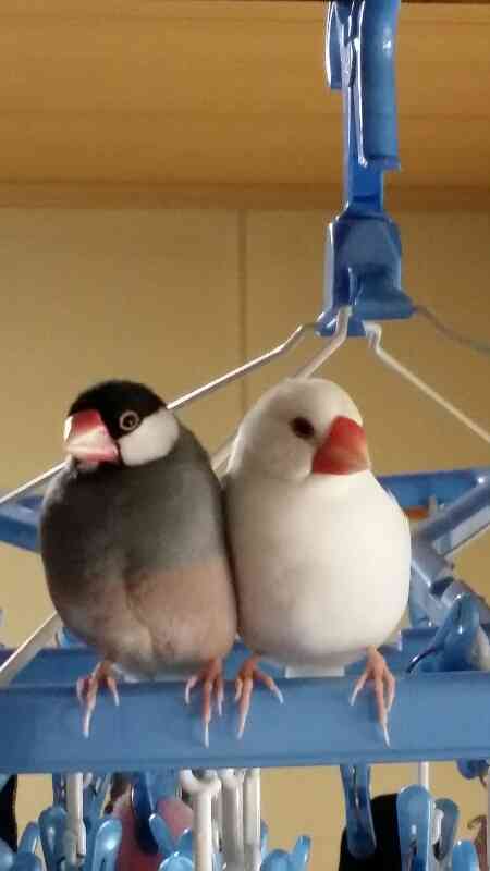 鳥が好きな人!