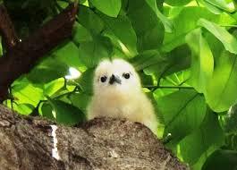 鳥が好きな人!