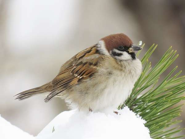鳥が好きな人!