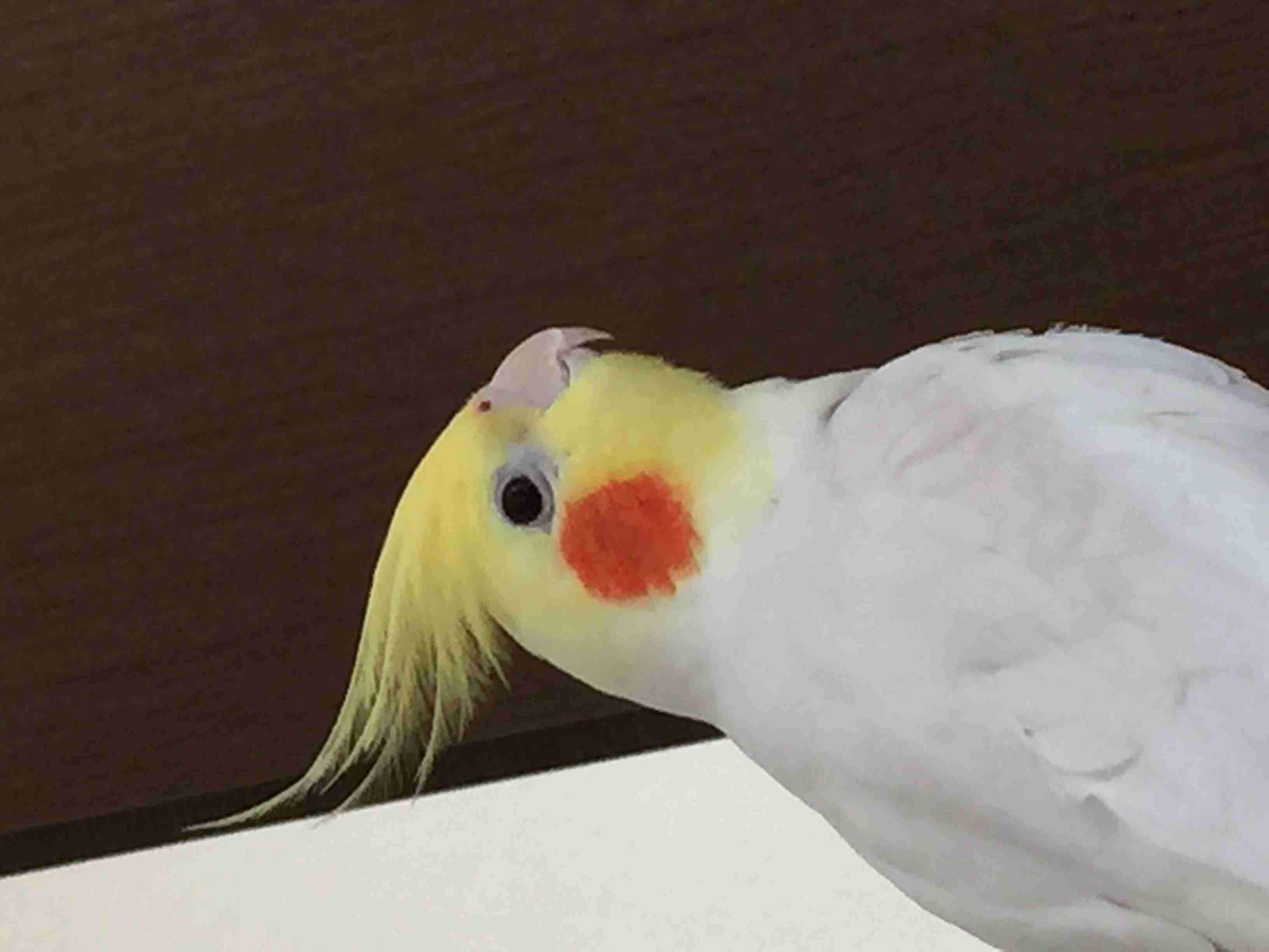 鳥が好きな人!