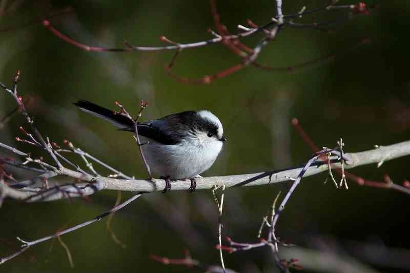 鳥が好きな人!