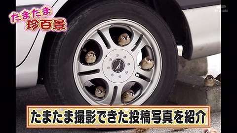 鳥が好きな人!