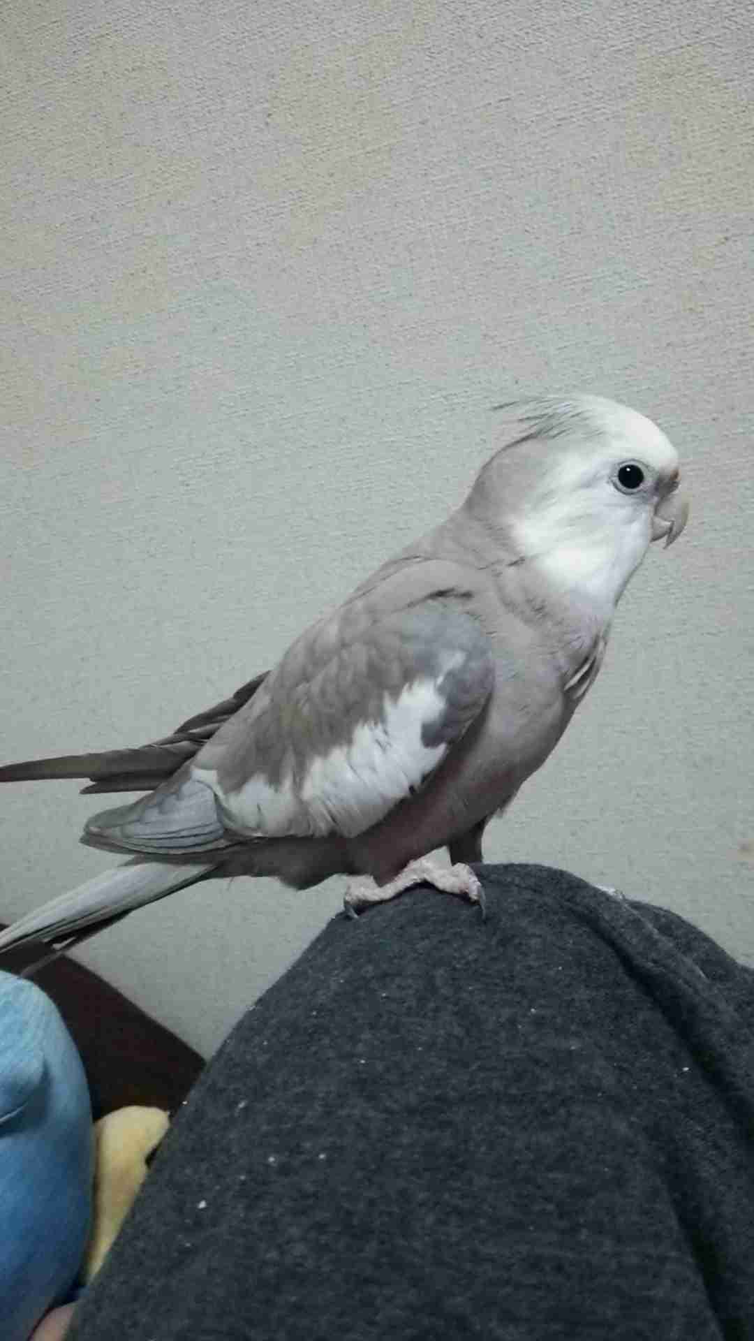 鳥が好きな人!