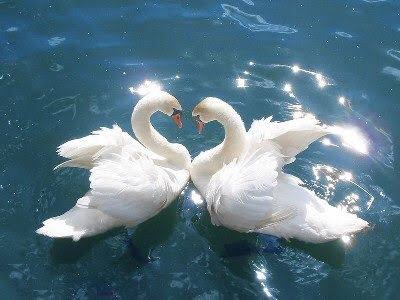 鳥が好きな人!
