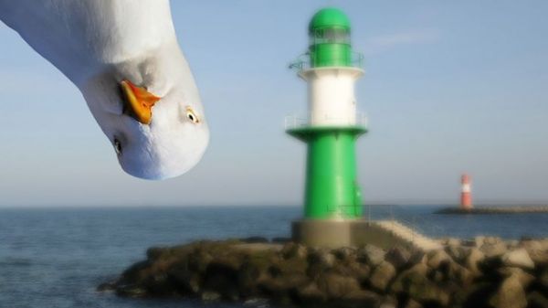 鳥が好きな人!