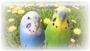 鳥が好きな人!