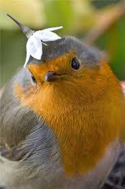 鳥が好きな人!