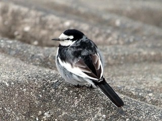鳥が好きな人!