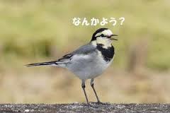 鳥が好きな人!