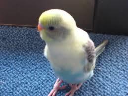 鳥が好きな人!