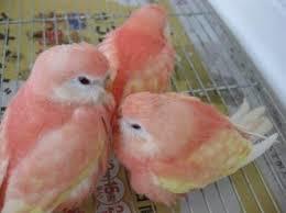 鳥が好きな人!