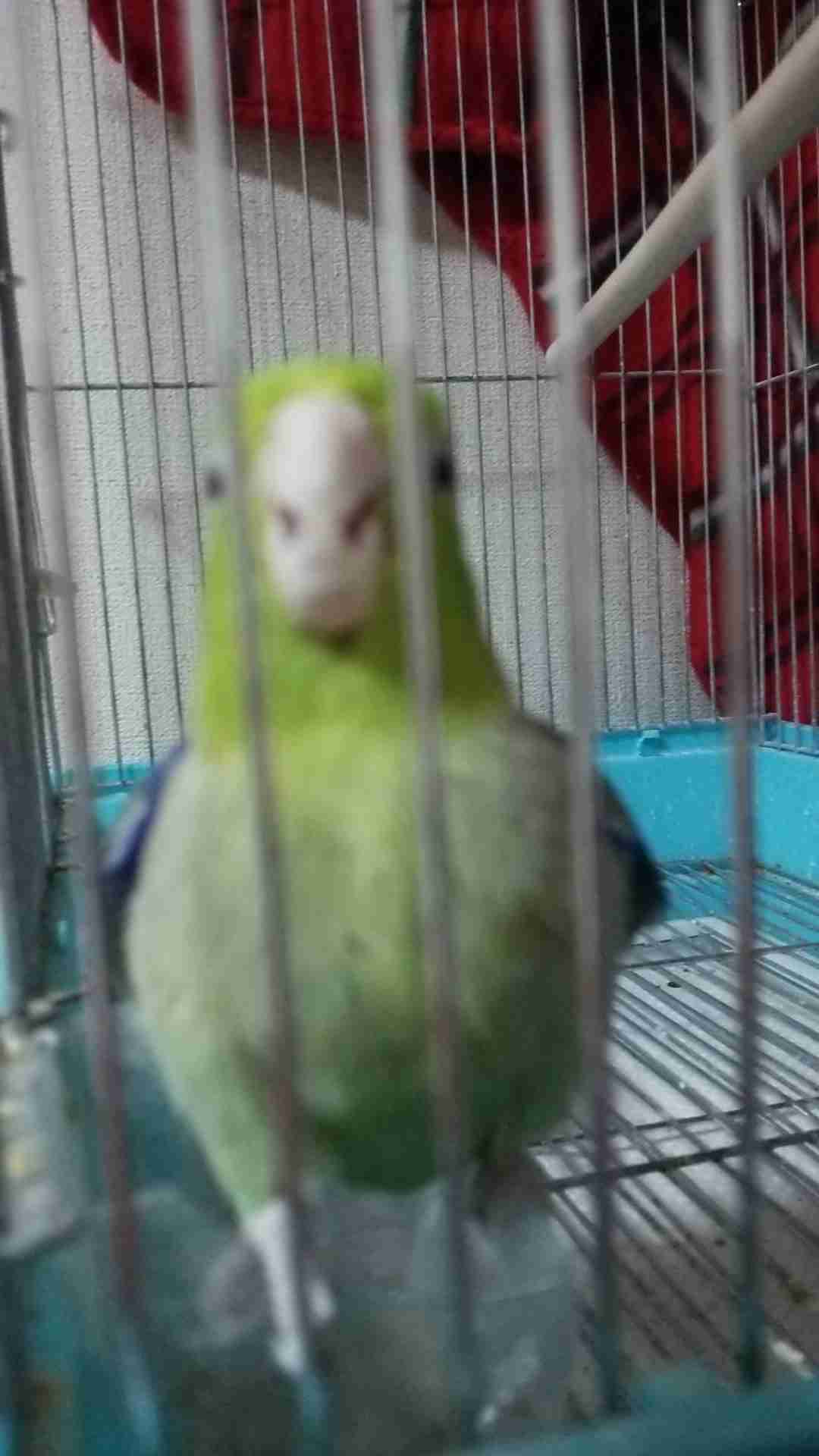 鳥が好きな人!