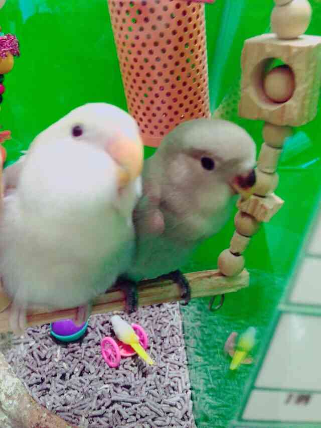 鳥が好きな人!
