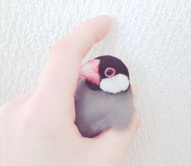 鳥が好きな人!