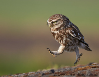 鳥が好きな人!