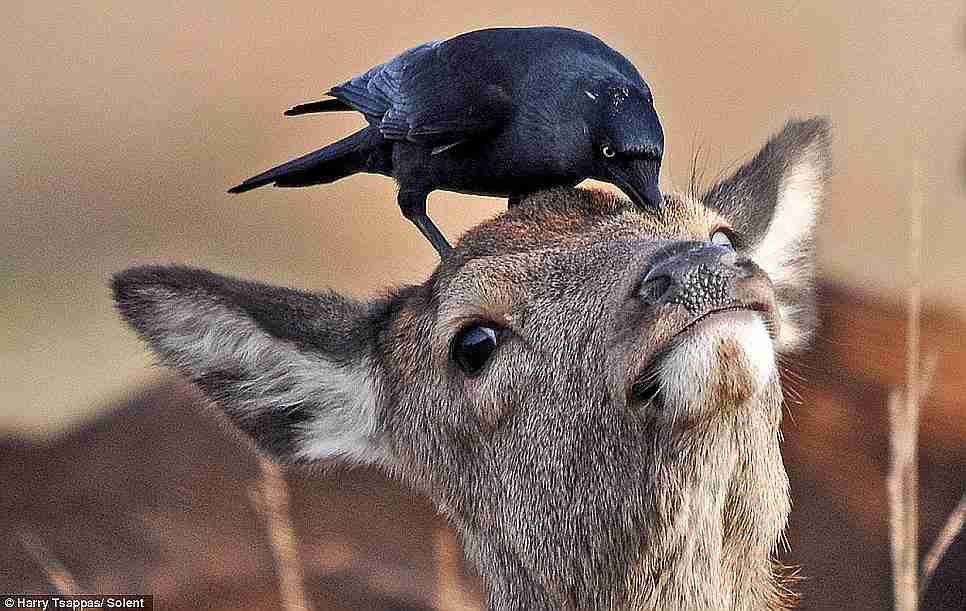 鳥が好きな人!