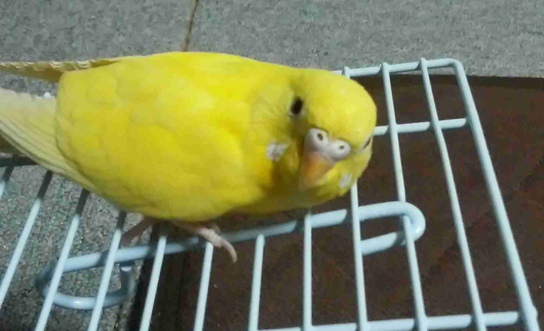 鳥が好きな人!