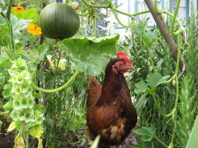 鳥が好きな人!