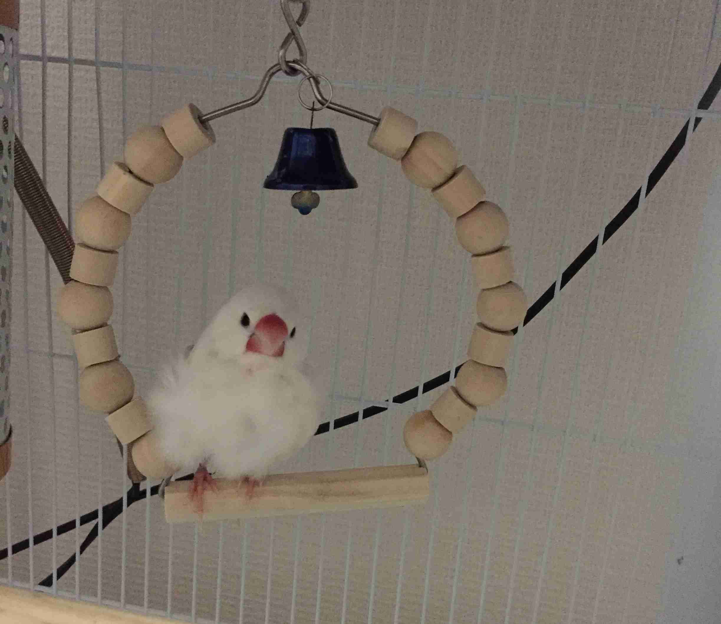 鳥が好きな人!
