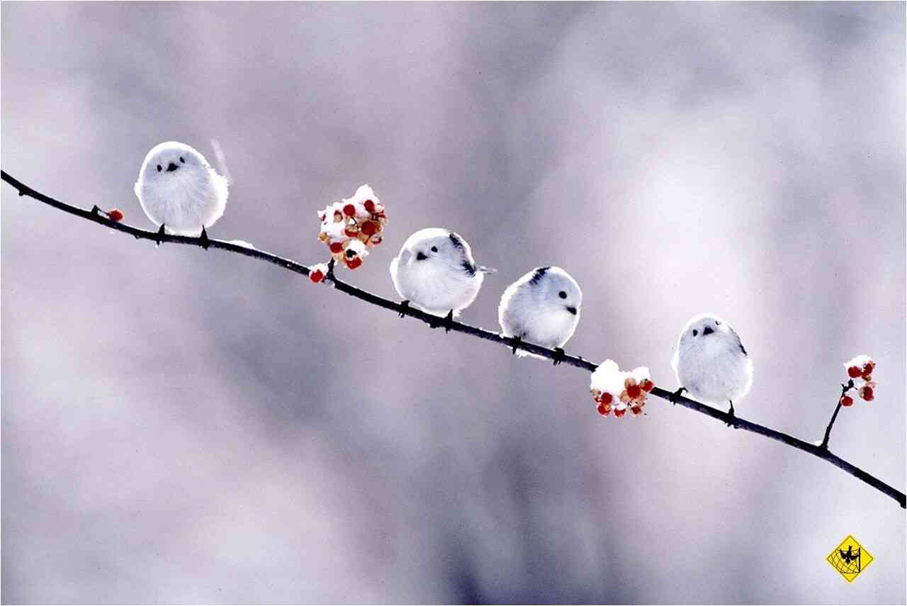 鳥が好きな人!