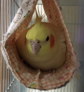 鳥が好きな人!