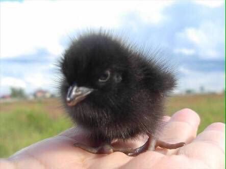 鳥が好きな人!