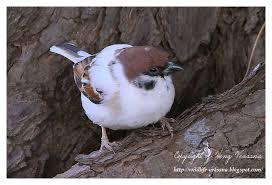 鳥が好きな人!