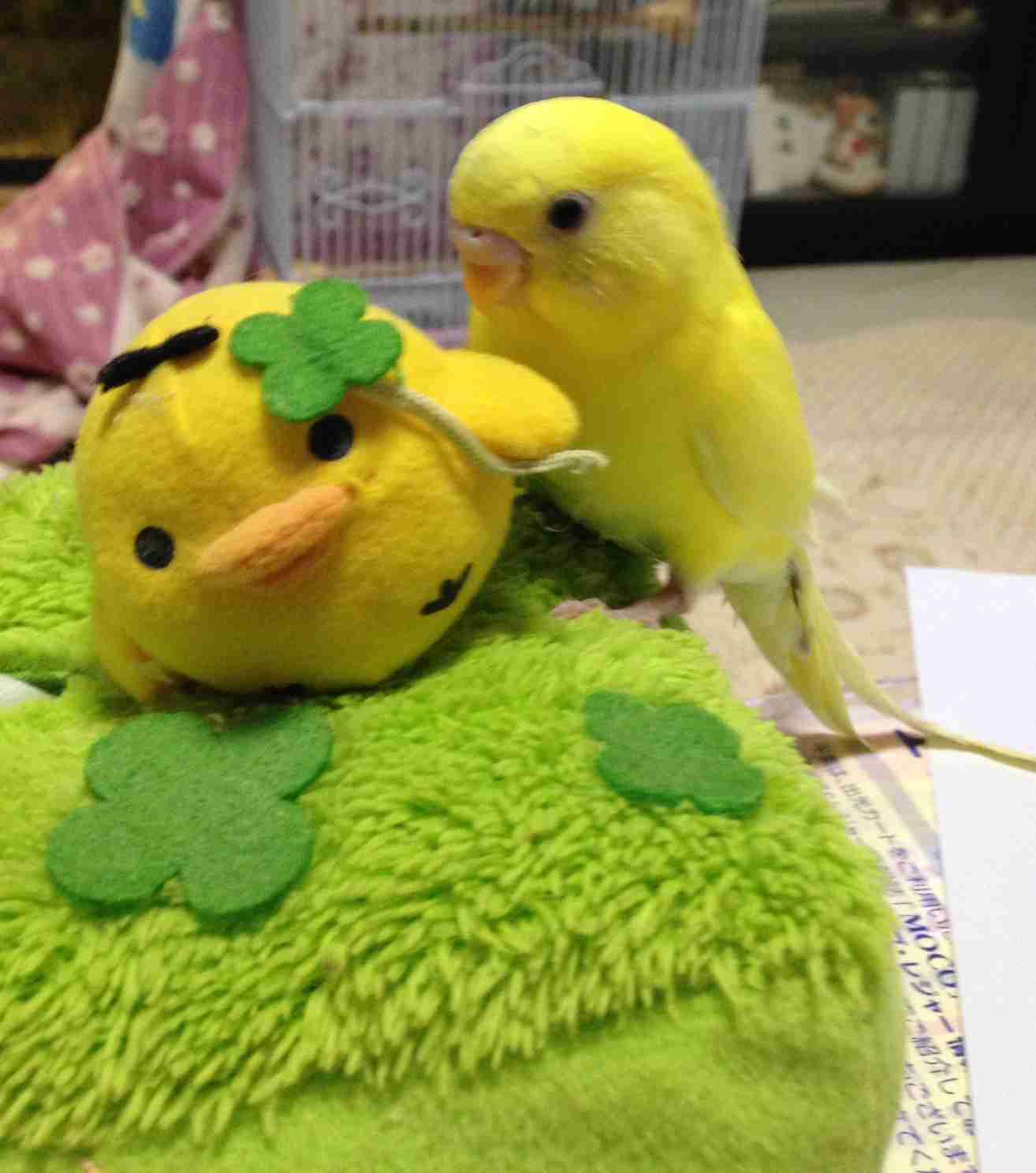 鳥が好きな人!