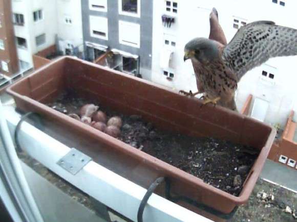 鳥が好きな人!