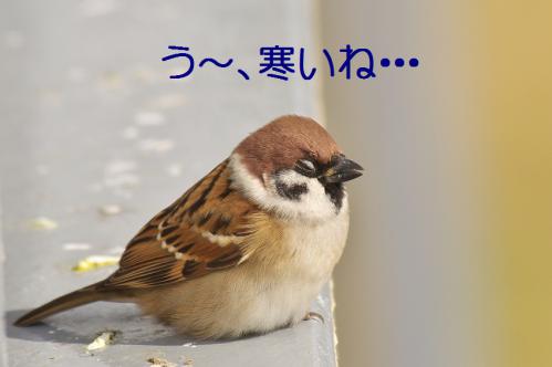 鳥が好きな人!
