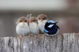 鳥が好きな人!
