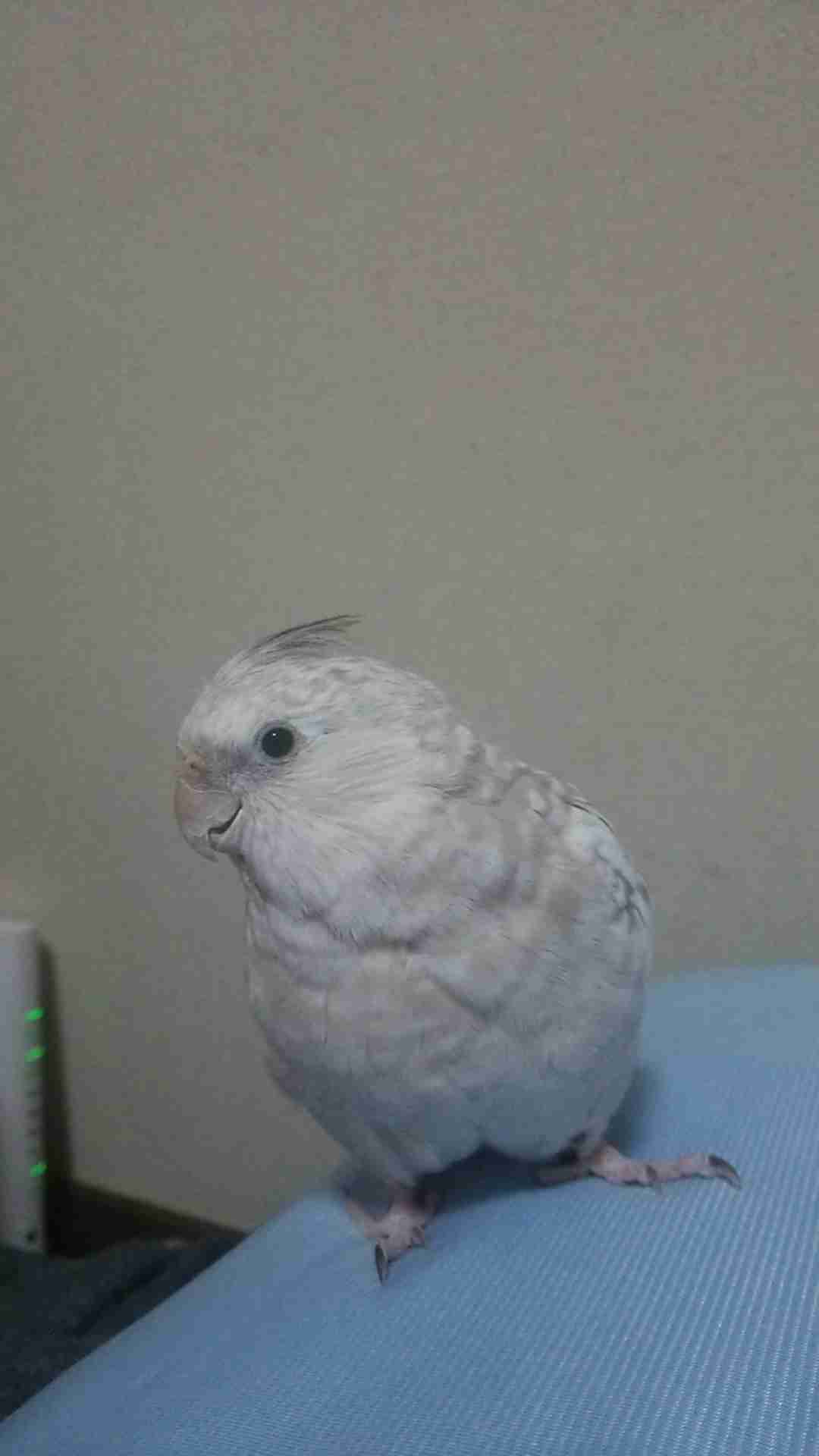 鳥が好きな人!