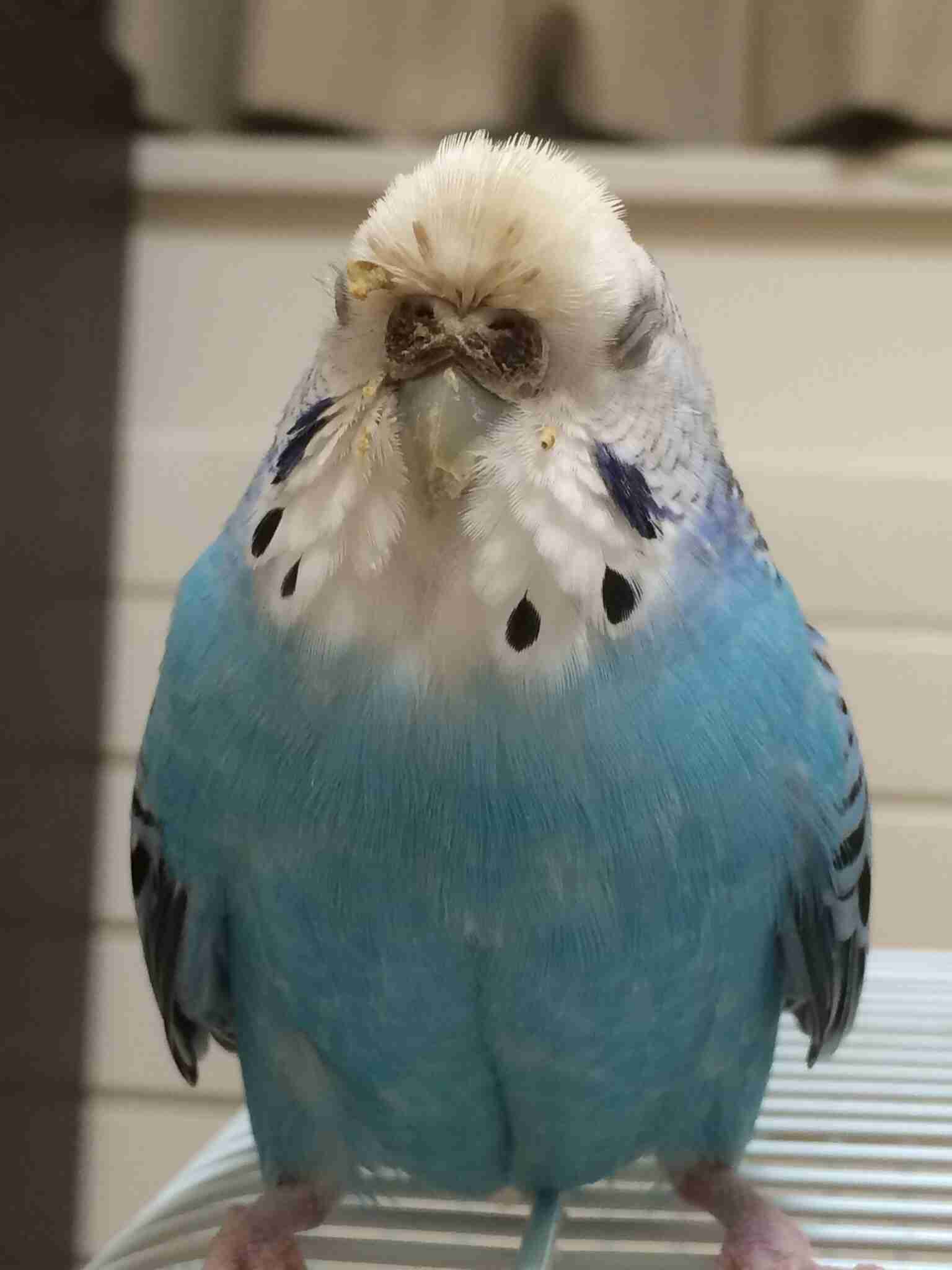 鳥が好きな人!