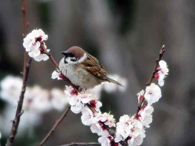 鳥が好きな人!