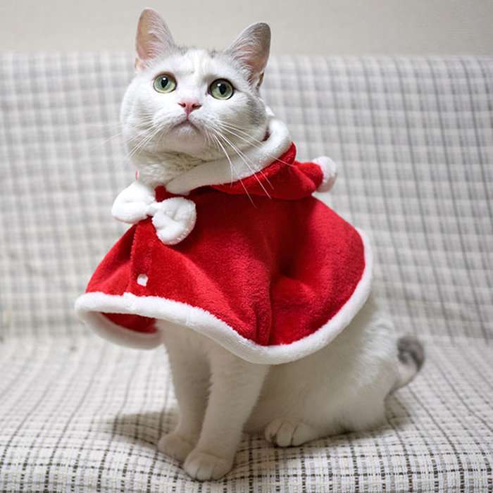 犬・猫に洋服、どう思いますか？