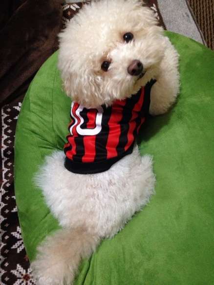 犬・猫に洋服、どう思いますか？