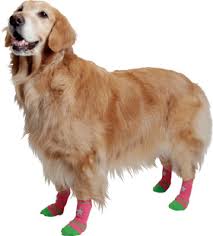 犬・猫に洋服、どう思いますか？