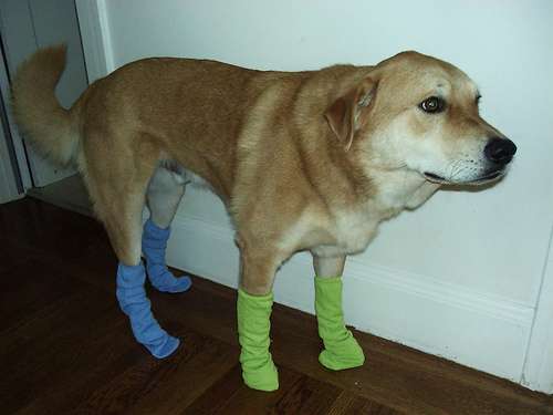 犬・猫に洋服、どう思いますか？