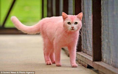 犬・猫に洋服、どう思いますか？