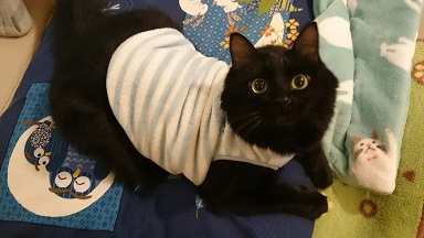 犬・猫に洋服、どう思いますか？