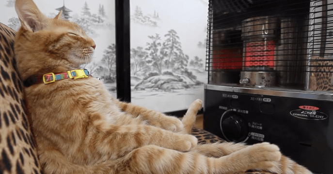 あなたのペット どんな時が幸せだと思う?