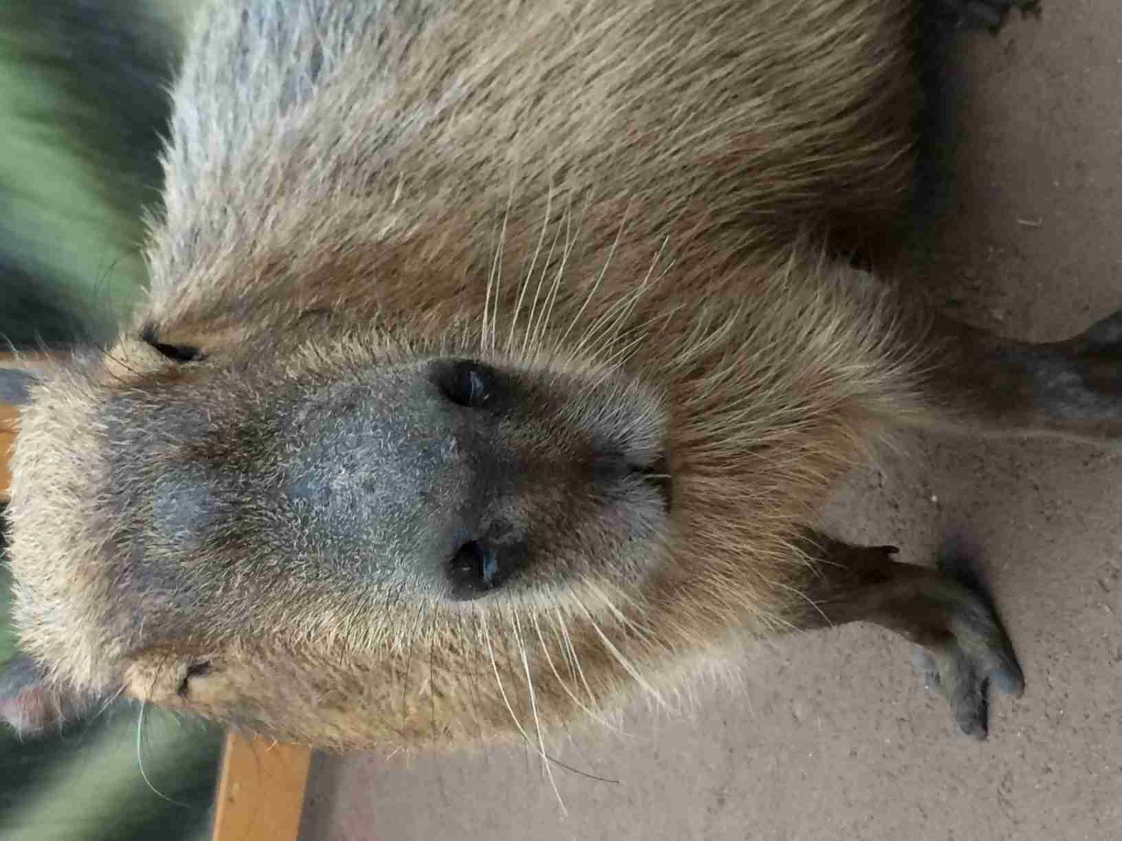 笑顔に見える画像を貼るトピ