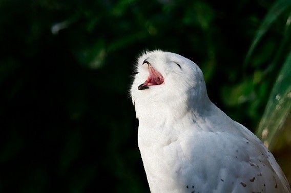 笑顔に見える画像を貼るトピ