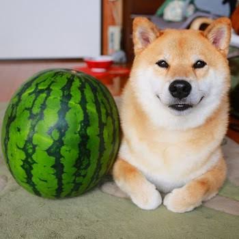 笑顔に見える画像を貼るトピ