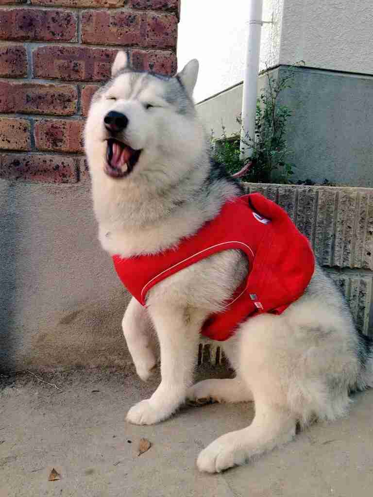 笑顔に見える画像を貼るトピ