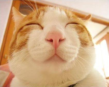 笑顔に見える画像を貼るトピ