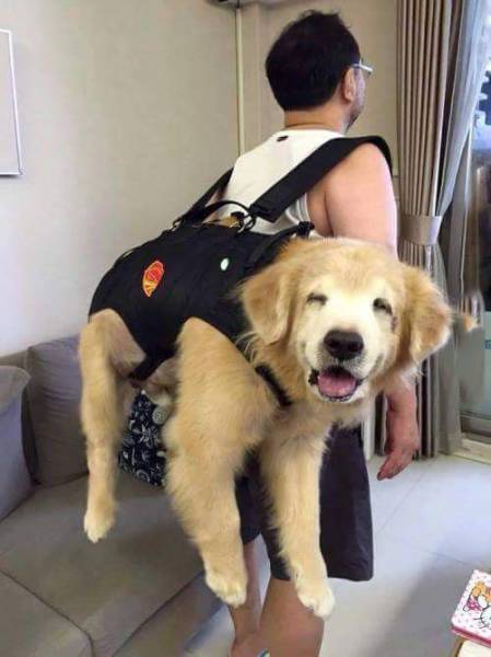 笑顔に見える画像を貼るトピ