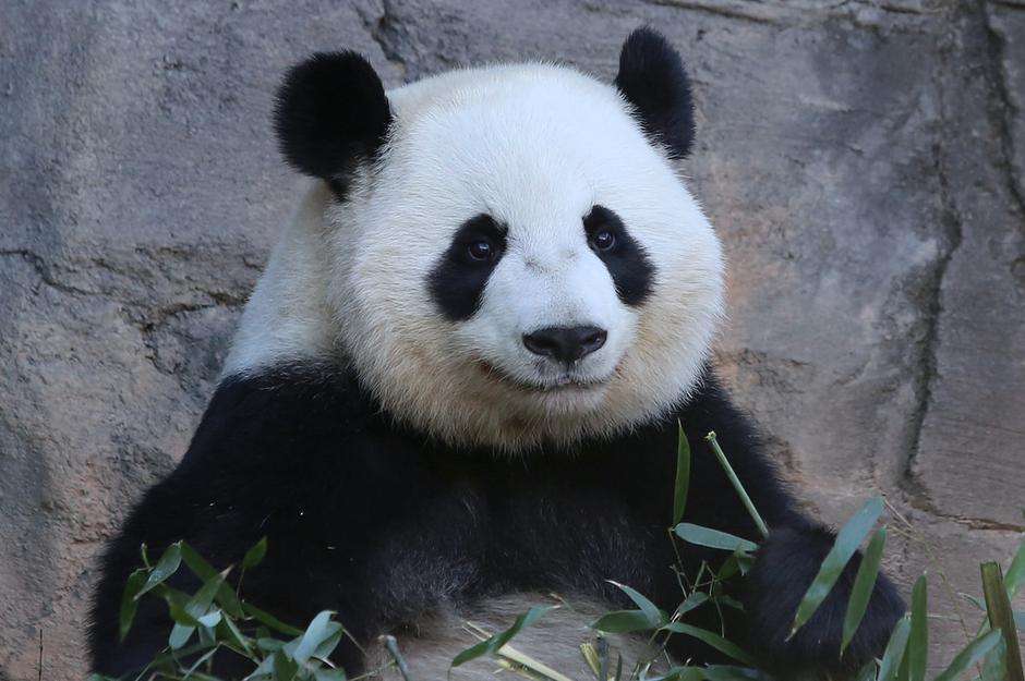 笑顔に見える画像を貼るトピ